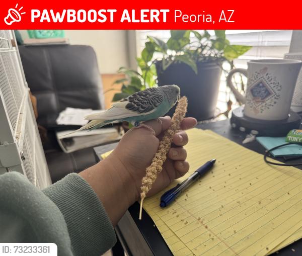 Lost Male Bird last seen 104th Ave & Orchid, Peoria, AZ 85345