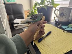Lost Male Bird last seen 104th Ave & Orchid, Peoria, AZ 85345