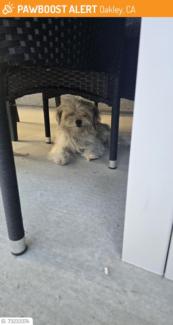 Found/Stray Unknown Dog last seen Riverrock Dr and shearwater way near the lake, Oakley, CA 94561