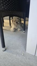 Found/Stray Unknown Dog last seen Riverrock Dr and shearwater way near the lake, Oakley, CA 94561