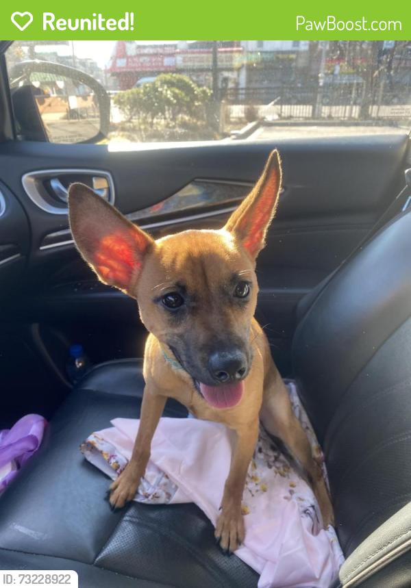 Reunited Female Dog last seen Near street between 115th Ave and Murdock avenue, Queens, NY 11412