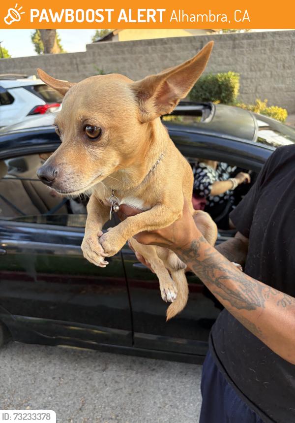 Found/Stray Male Dog last seen Almansor street, Alhambra, CA 91801