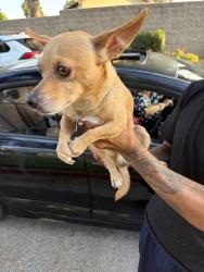 Found/Stray Male Dog last seen Almansor street, Alhambra, CA 91801