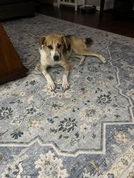 Found/Stray Female Dog last seen Summer Ave and Santa Cruz, Bartlett, TN 38133