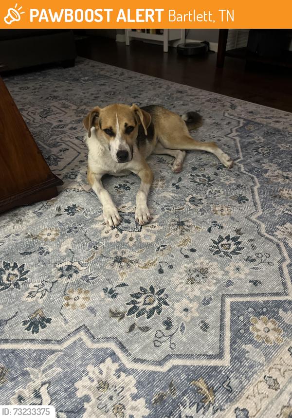 Found/Stray Female Dog last seen Summer Ave and Santa Cruz, Bartlett, TN 38133