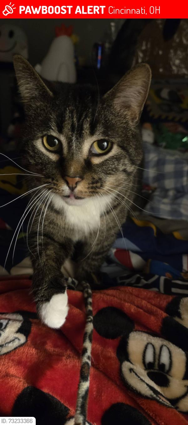 Lost Male Cat last seen Near Chamberlain Park, Near Kenwood Mall., Cincinnati, OH 45236