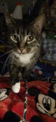 Lost Male Cat last seen Near Chamberlain Park, Near Kenwood Mall., Cincinnati, OH 45236
