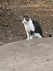 Found/Stray Unknown Cat last seen Cedar Lake Road/Louisiana Ave, St. Louis Park, MN 55426