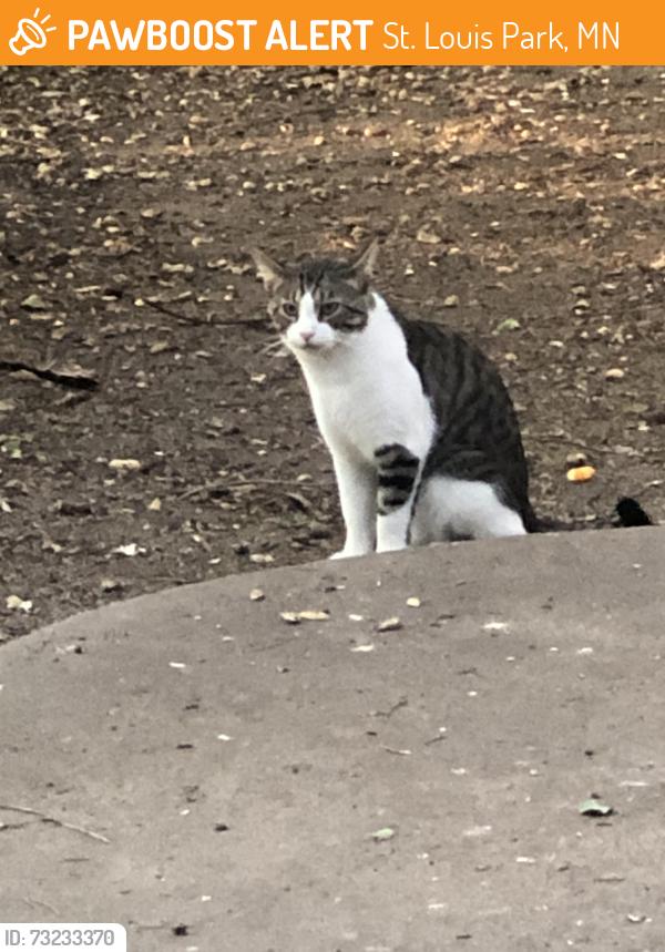 Found/Stray Unknown Cat last seen Cedar Lake Road/Louisiana Ave, St. Louis Park, MN 55426