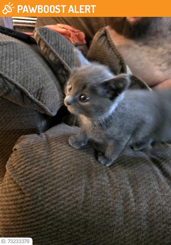 Found/Stray Female Cat last seen Old route 22 and Frankstown, Frankstown Township, PA 16648