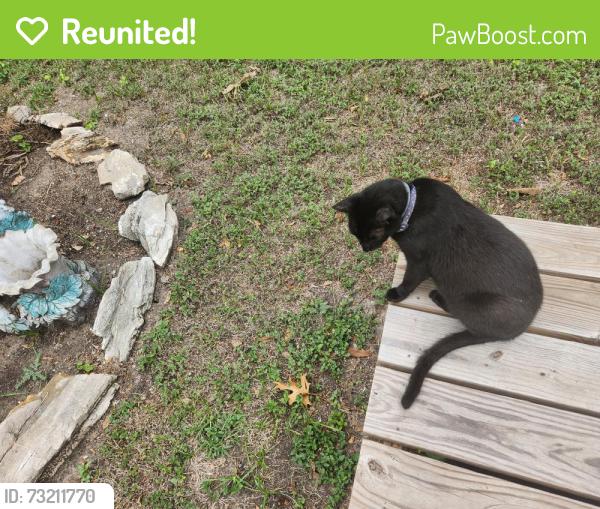 Reunited Female Cat last seen Birch/Olrich across from football field at High School, Rogers, AR 72756