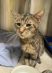 Shelter Stray Male Cat last seen , , CA, 1101 29th Ave, Oakland, CA 94601, USA