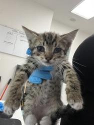Shelter Stray Female Cat last seen FInders house, Oakland, CA, 1101 29th Ave, Oakland, CA 94601, USA