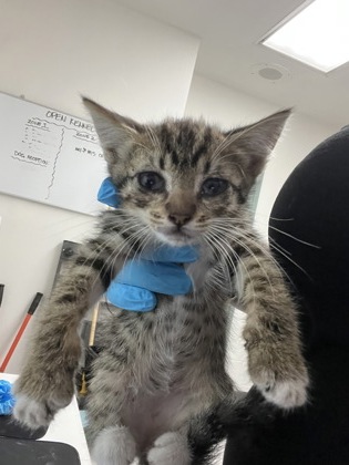 Shelter Stray Female Cat last seen FInders house, Oakland, CA, 1101 29th Ave, Oakland, CA 94601, USA