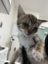 Shelter Stray Female Cat last seen FInders house, Oakland, CA, 1101 29th Ave, Oakland, CA 94601, USA