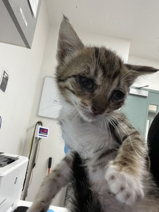 Shelter Stray Female Cat last seen FInders house, Oakland, CA, 1101 29th Ave, Oakland, CA 94601, USA
