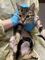 Shelter Stray Female Cat last seen Dumped at Cat Town, Oakland, CA, 1101 29th Ave, Oakland, CA 94601, USA