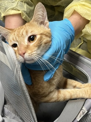 Shelter Stray Male Cat last seen Dumped at Cat Town, Oakland, CA, 1101 29th Ave, Oakland, CA 94601, USA