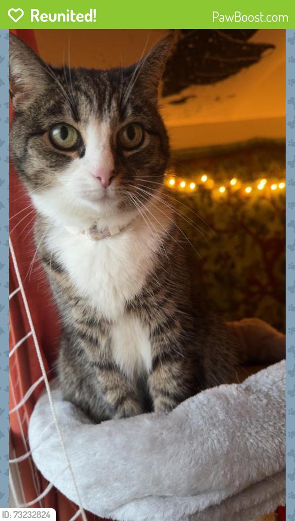 Reunited Female Cat last seen Woodland Cire, Jonesborough, TN 37659