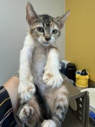 Shelter Stray Female Cat last seen J & L Car Wash - 707 Gross Rd, 75149, TX, 1650 Gross Rd, Mesquite, TX 75149, USA