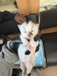 Shelter Stray Female Cat last seen Near Camden Oak Way, 30058, GA, 3280 Chamblee Dunwoody Rd, Chamblee, GA 30341, USA