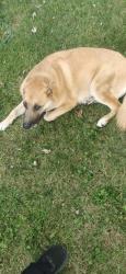 Reunited Female Dog last seen Cottage Park, Sacramento, CA 95825