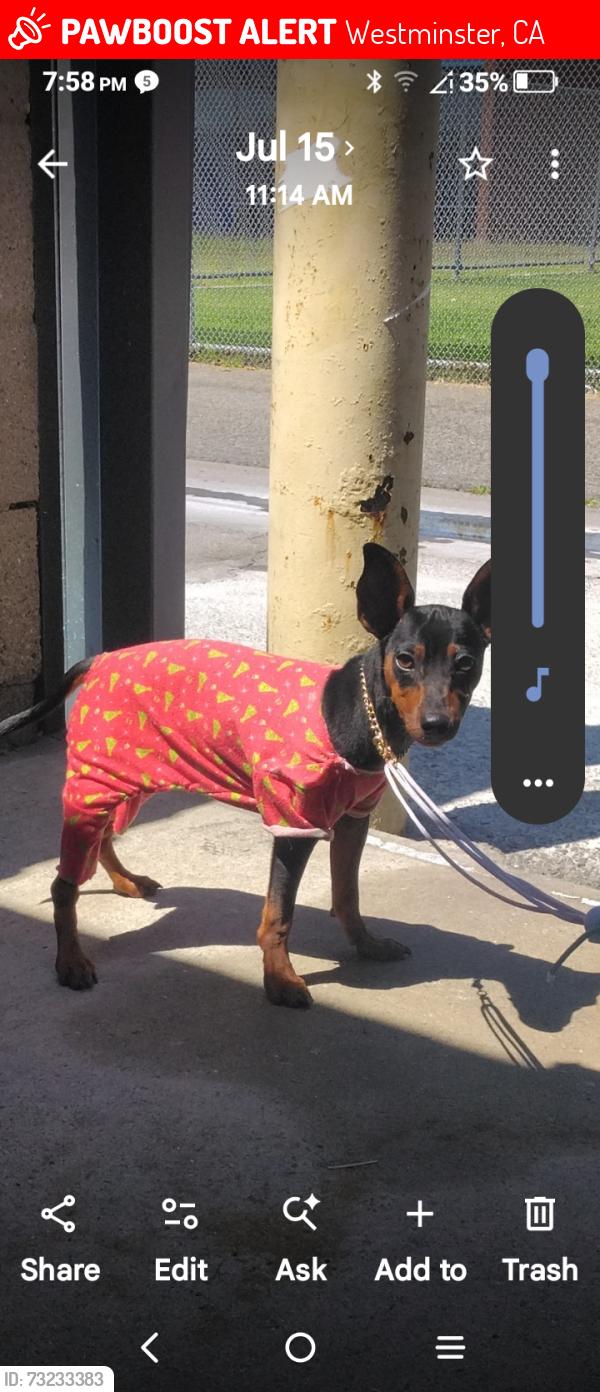 Lost Male Dog last seen Edwards n LaPat St, Westminster, CA 92683