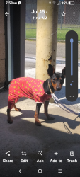 Lost Male Dog last seen Edwards n LaPat St, Westminster, CA 92683