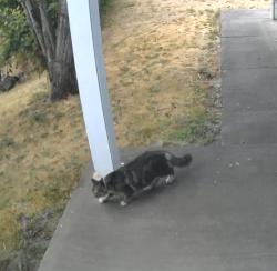 Found/Stray Unknown Cat last seen Cordon Rd & Carolina Ave, Salem, OR 97305