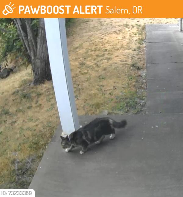 Found/Stray Unknown Cat last seen Cordon Rd & Carolina Ave, Salem, OR 97305