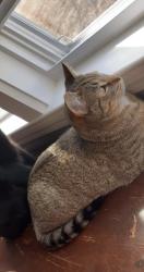 Reunited Male Cat last seen John hall rd Fayetteville, Cape Fear, NC 28312