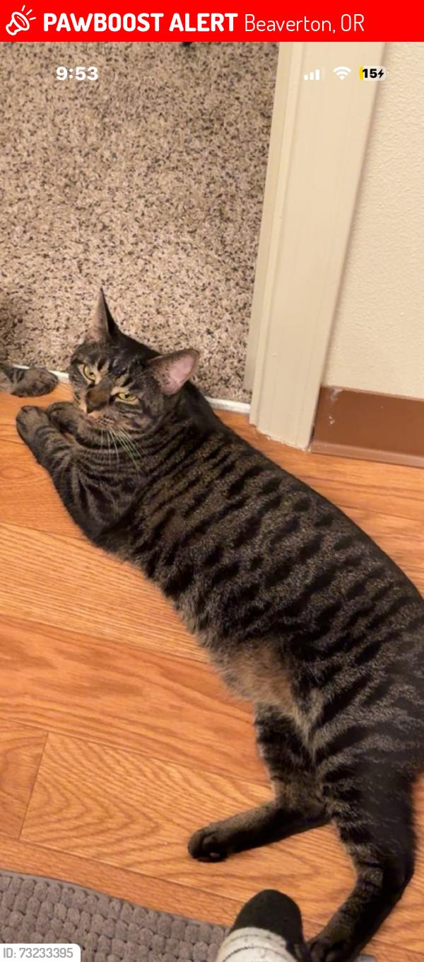 Lost Male Cat last seen SW 205th avenue, Beaverton, OR 97006