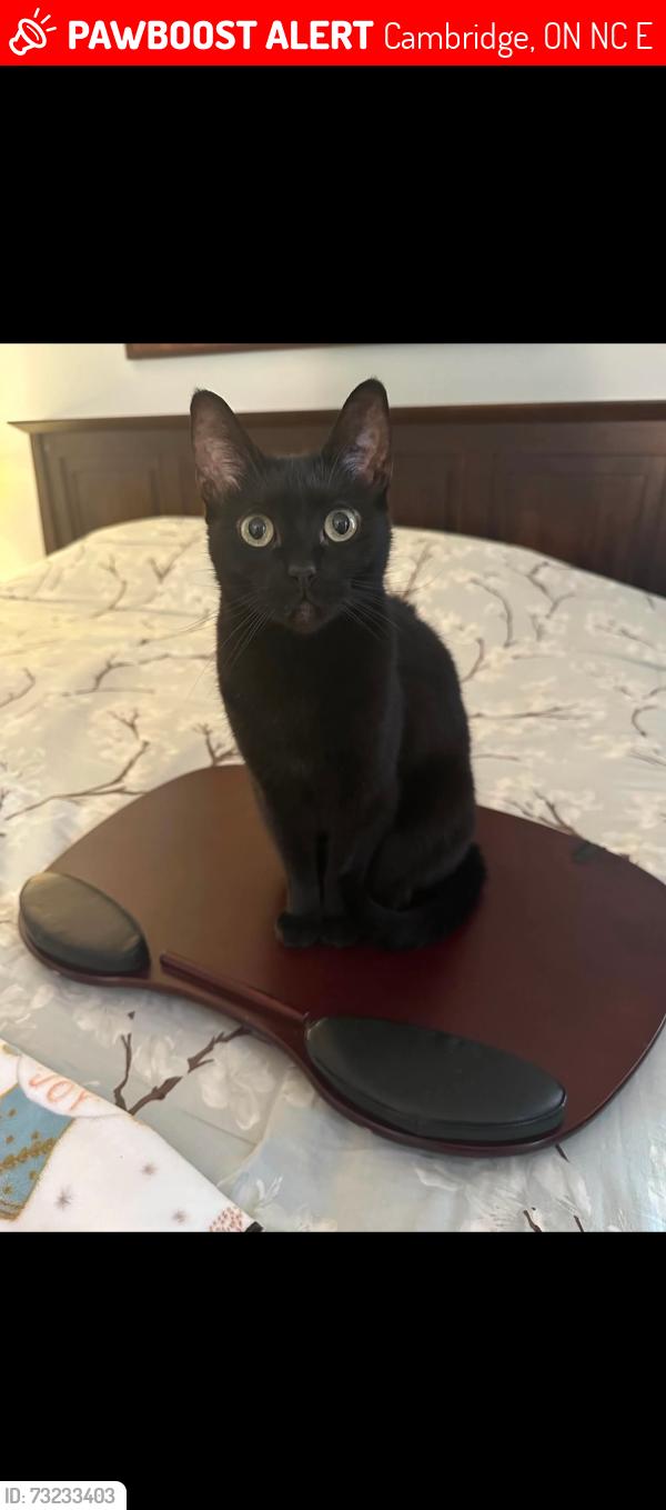 Lost Female Cat last seen McCormick and McMeekan, Cambridge, ON N3C 4E1