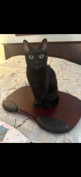Lost Female Cat last seen McCormick and McMeekan, Cambridge, ON N3C 4E1