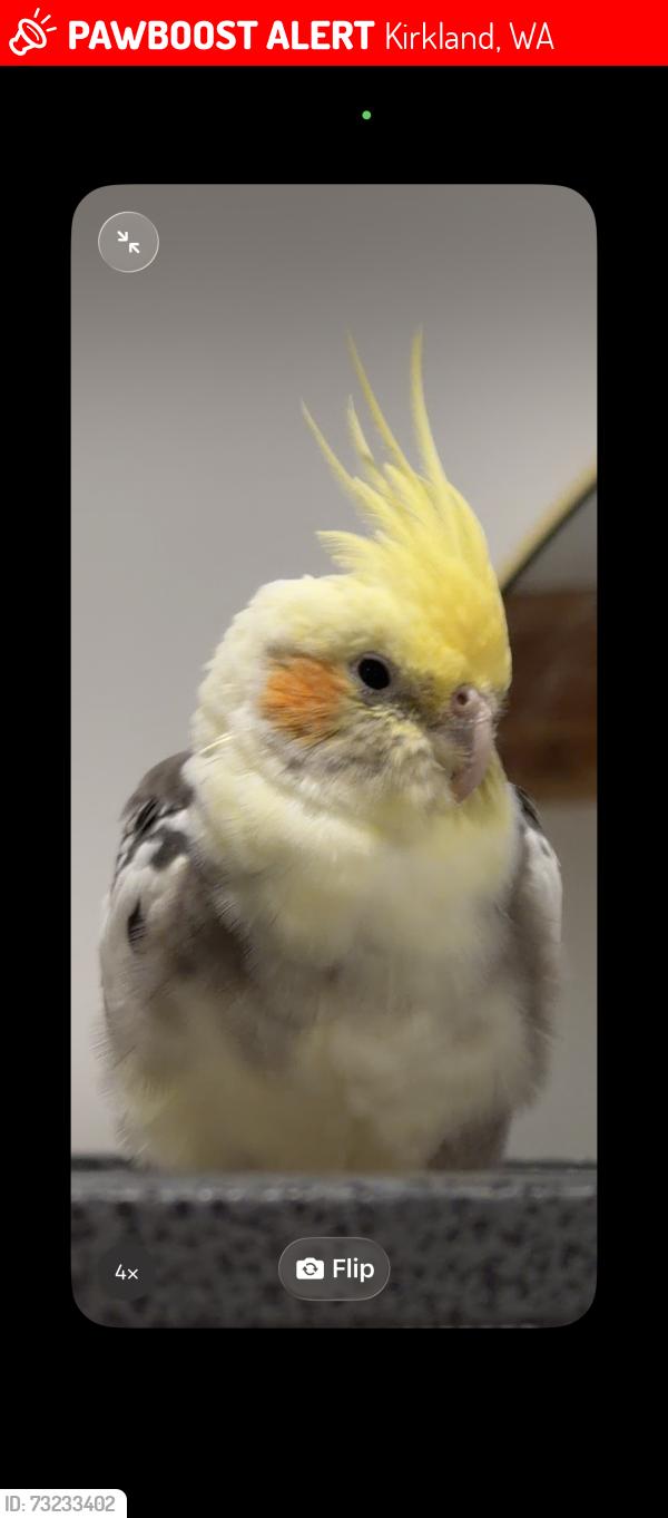 Lost Male Bird last seen 19th Ave, Kirkland 98033, Kirkland, WA 98033