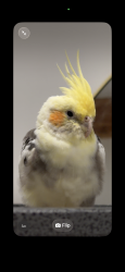 Lost Male Bird last seen 19th Ave, Kirkland 98033, Kirkland, WA 98033