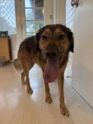 Found/Stray Male Dog last seen Tulsa, Tulsa, OK 74107