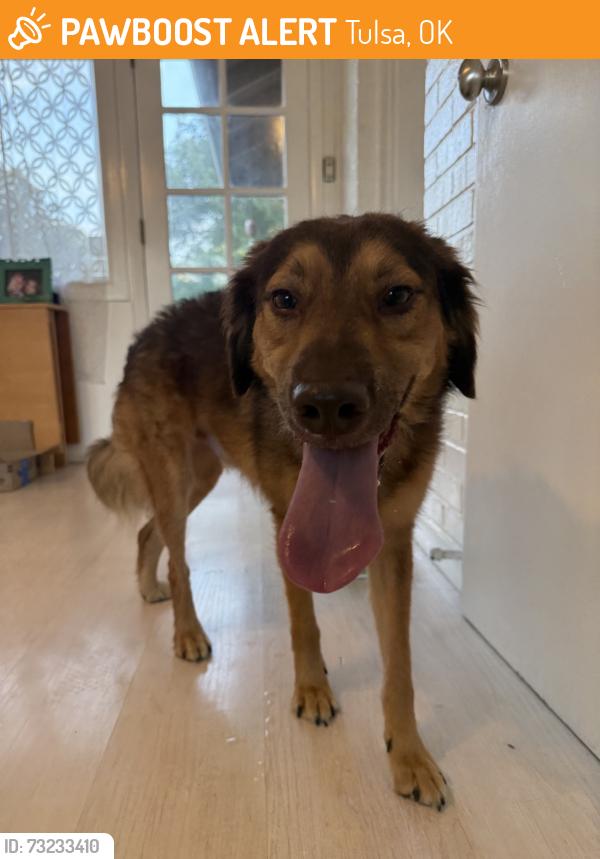 Found/Stray Male Dog last seen Tulsa, Tulsa, OK 74107