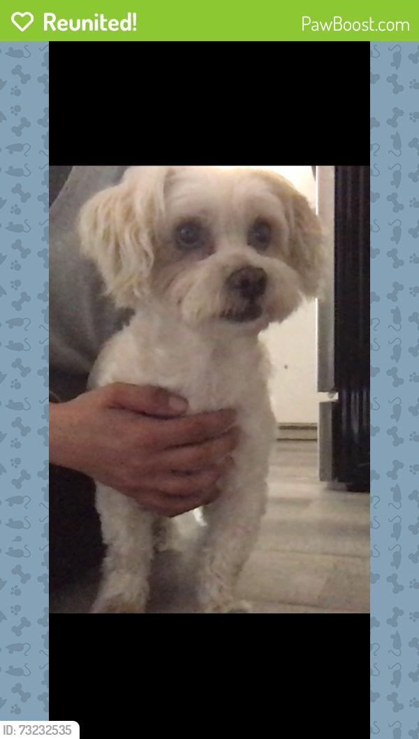 Reunited Male Dog last seen N. Columbine Ave. and Hawthorne, Ontario, CA 91764