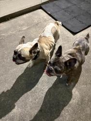 Found/Stray Unknown Dog last seen Fawnwood Ln, Spring 77386, Harris County, TX 77389