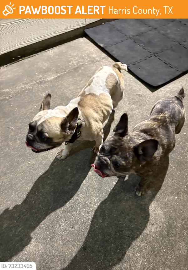 Found/Stray Unknown Dog last seen Fawnwood Ln, Spring 77386, Harris County, TX 77389