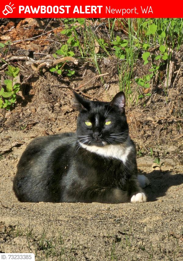 Lost Male Cat last seen Le Clec Rd and Pondoray Shores, Newport, WA 99156