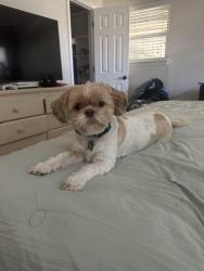 Reunited Male Dog last seen Henrietta Bend Drive, Roanoke, TX 76262
