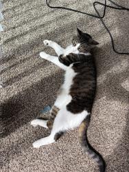 Lost Female Cat last seen Near Ace Hardware, Overland Park, KS 66212