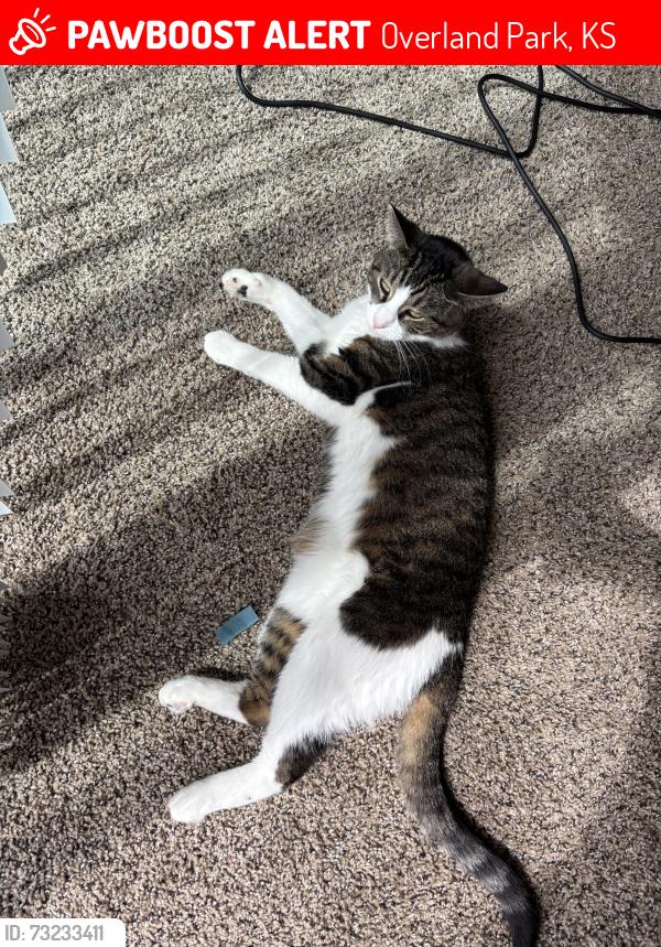 Lost Female Cat last seen Near Ace Hardware, Overland Park, KS 66212