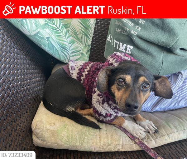 Lost Female Dog last seen Pleasure run dr in Bayou pass neighborhood, Ruskin, FL 33570