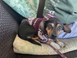 Lost Female Dog last seen Pleasure run dr in Bayou pass neighborhood, Ruskin, FL 33570