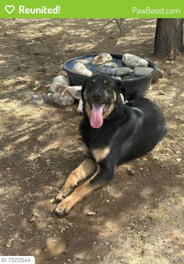 Reunited Male Dog last seen Mission/verbena west oak hills ca, Oak Hills, CA 92344