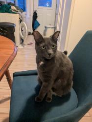 Reunited Male Cat last seen Near de normanville, Montréal, QC H2S 1N8