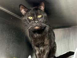Shelter Stray Male Cat last seen Apt 2B,2455 Grand Avenue, BRONX, NY, 10468, 326 E 110th St, New York, NY 10029, USA
